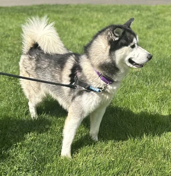 Tom Foolery thumbnail 2