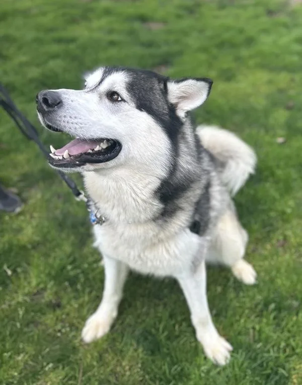 Tom Foolery thumbnail 3