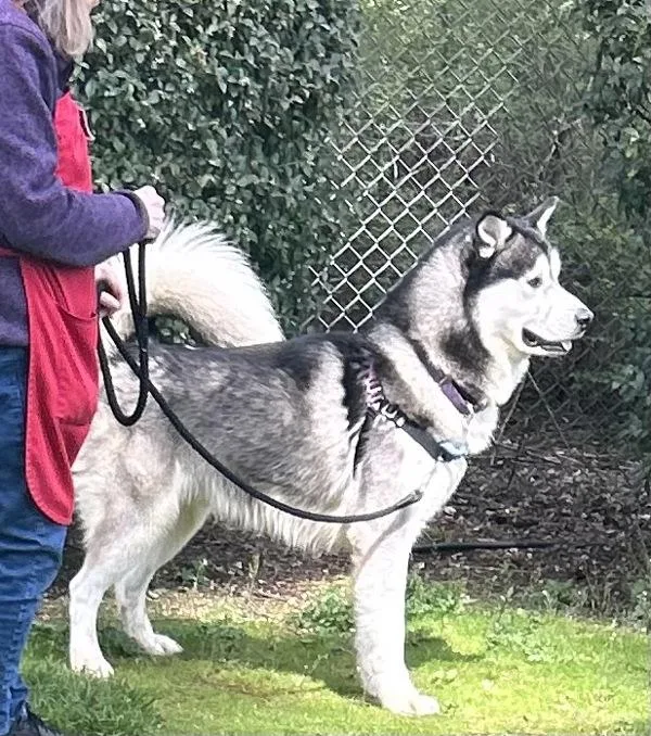 Tom Foolery thumbnail 5