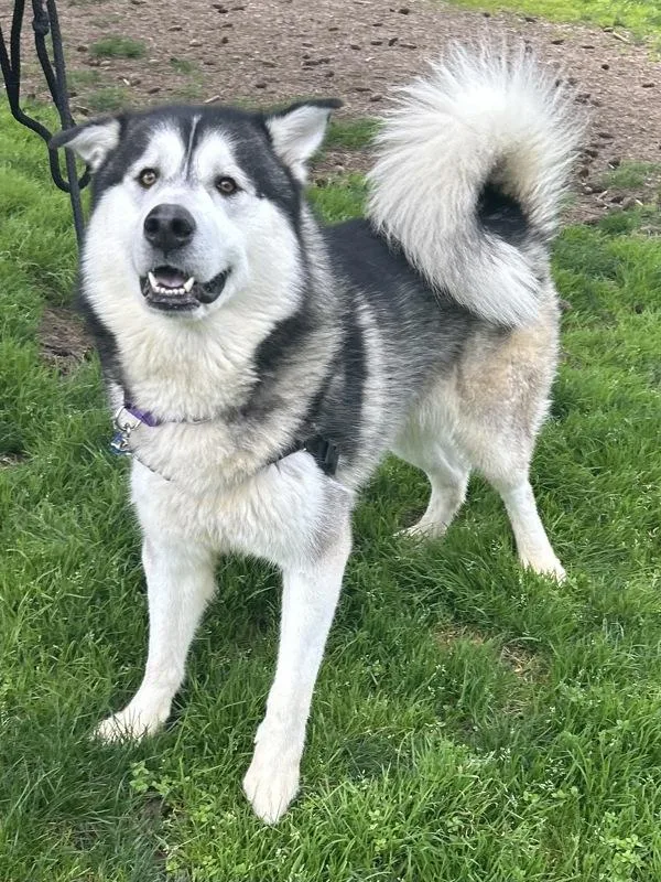 Tom Foolery thumbnail 6