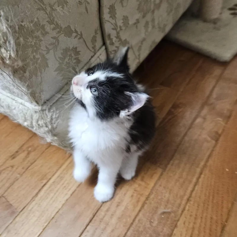 A baby small-sized male Black Domestic Short Hair cat named Cowboy for adoption in Columbia, MO