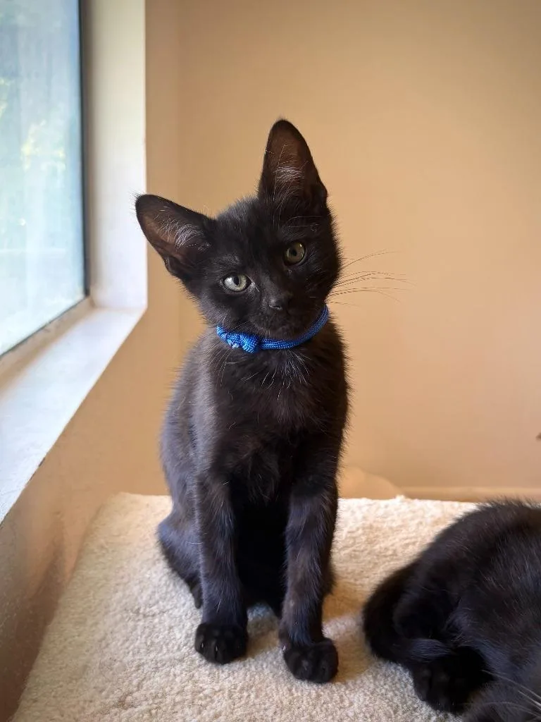 A baby small-sized male Domestic Short Hair cat named Indigo for adoption in Los Angeles, CA