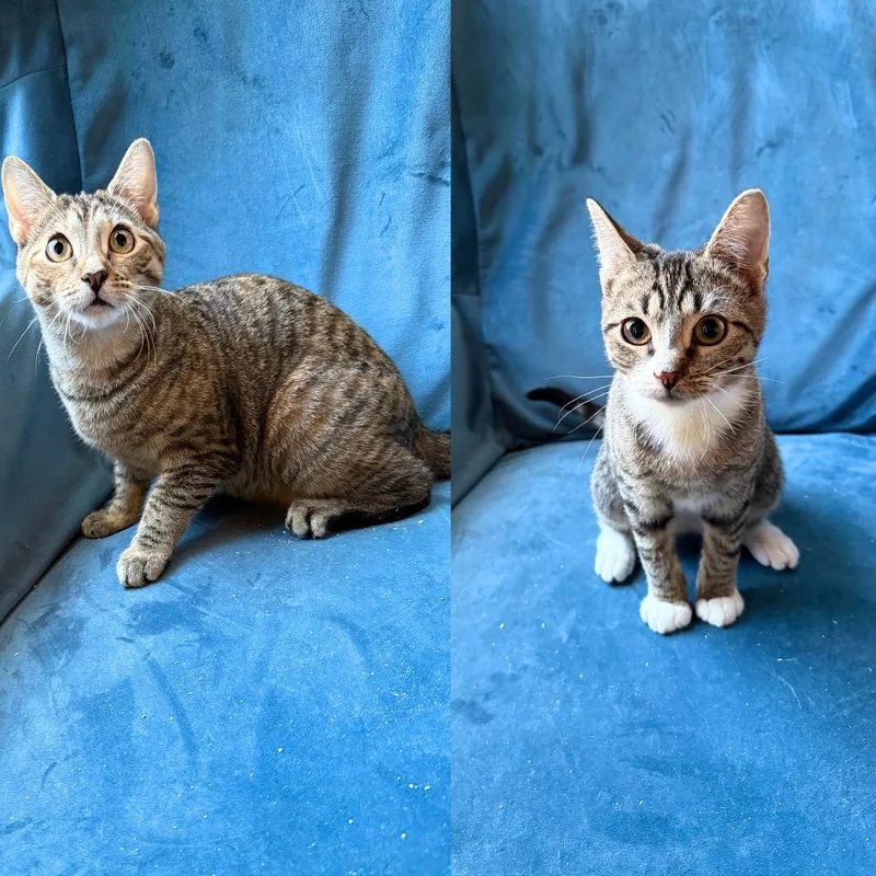A young medium-sized female Domestic Short Hair cat named Neon & Xenon for adoption in Brooklyn, NY