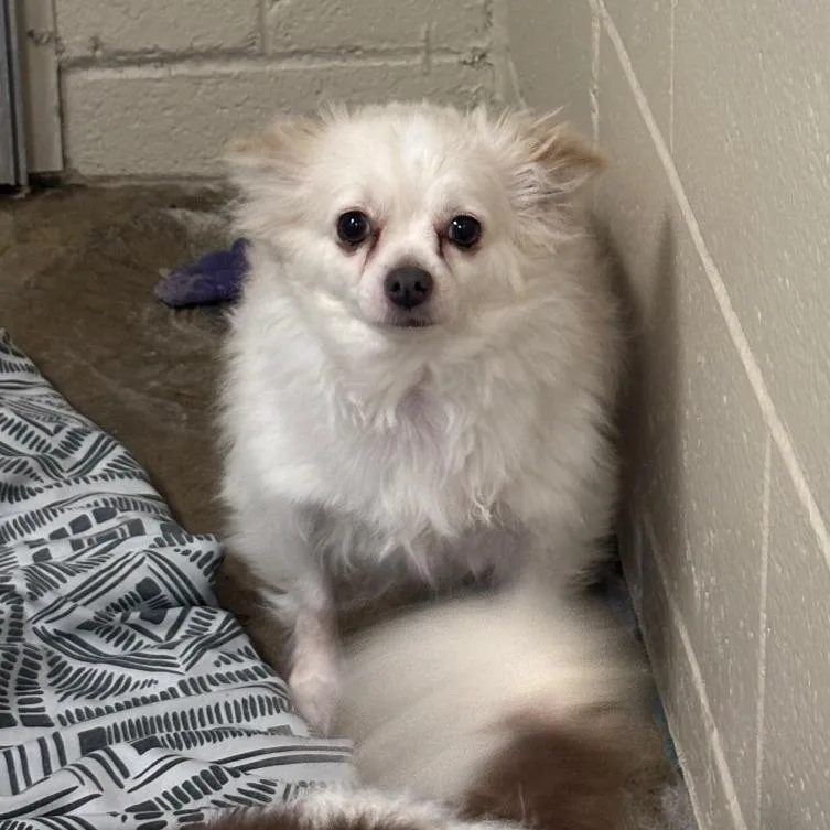 An adult small-sized male Chihuahua dog named Adam for adoption in Easton, PA