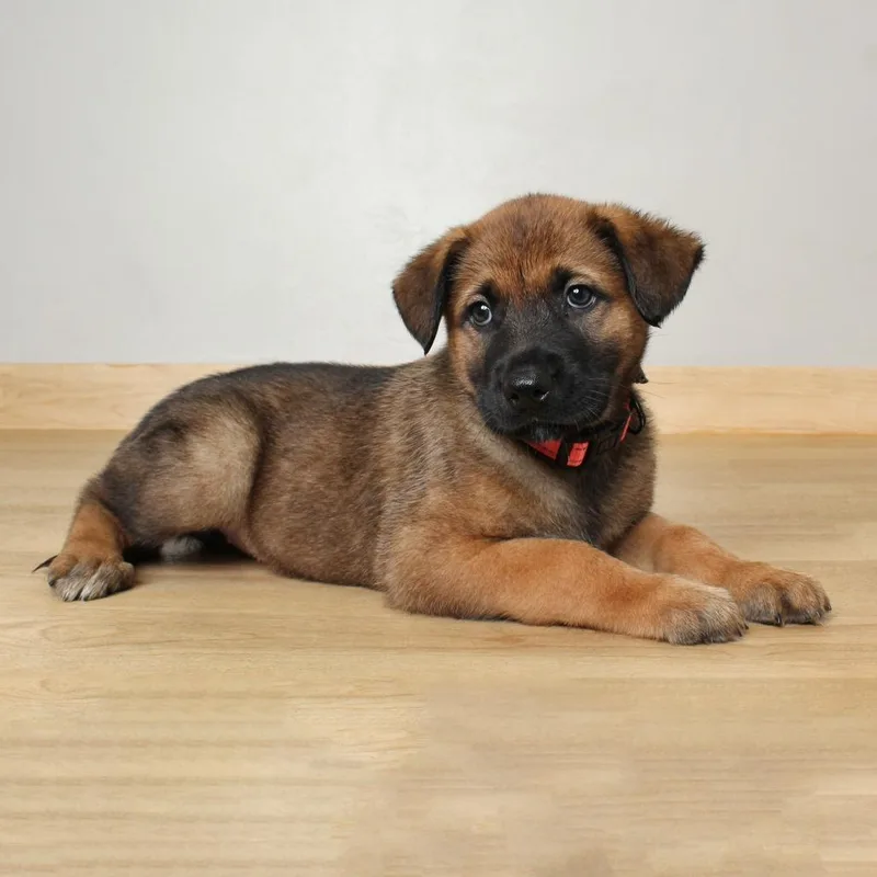 A baby small-sized female Brown / Chocolate Golden Retriever dog named Bonnie D for adoption in Minnetonka, MN