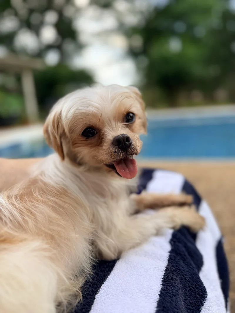 A young small-sized female White / Cream Yorkshire Terrier dog named Maxene for adoption in Memphis, TN
