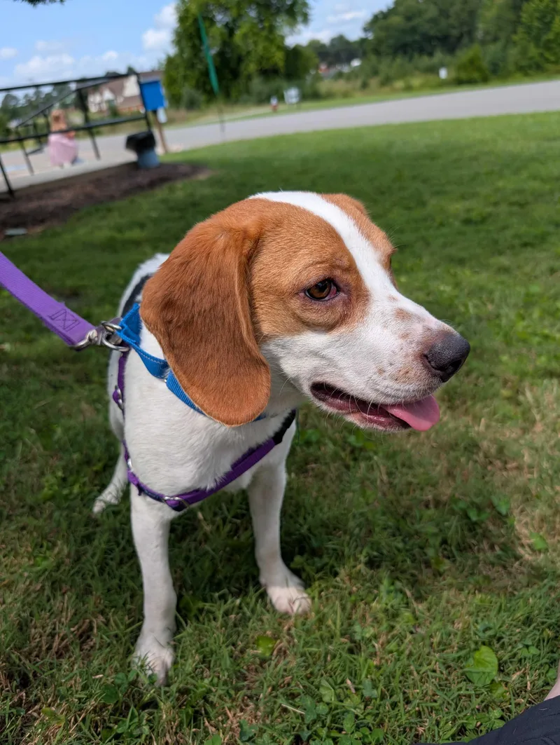 An adult small-sized male Tricolor (Brown, Black, & White) Beagle dog named Punkin for adoption in Maidens, VA