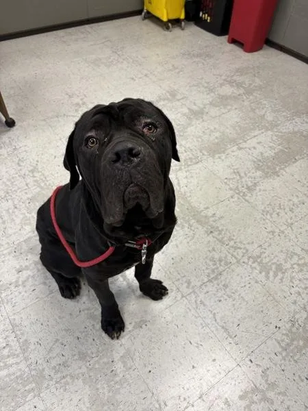 An adult extra large-sized male Bullmastiff dog named Forklift for adoption in Salt Lake City, UT