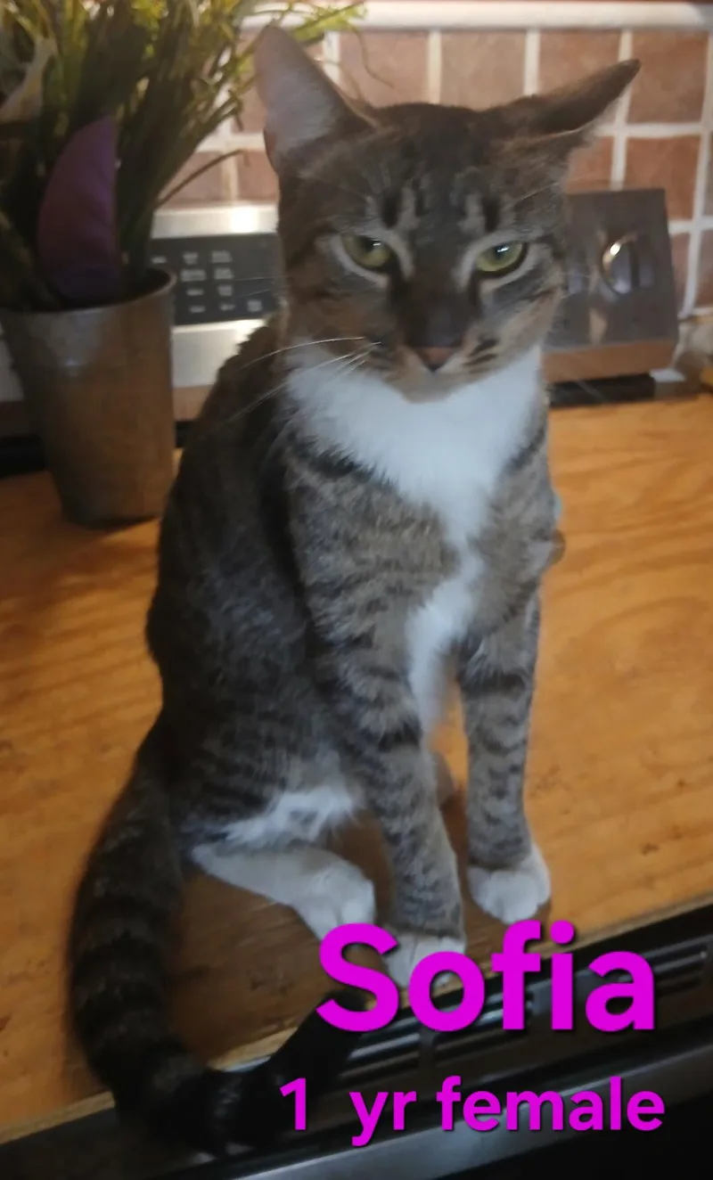 An adult small-sized female Domestic Short Hair cat named Sofia for adoption in Longwood, FL