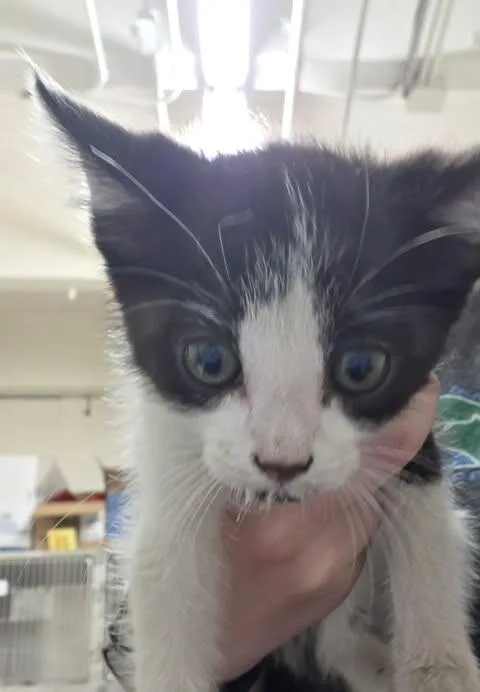 A baby medium-sized male Black Domestic Short Hair cat named Jayquellen for adoption in Fruit Heights, UT