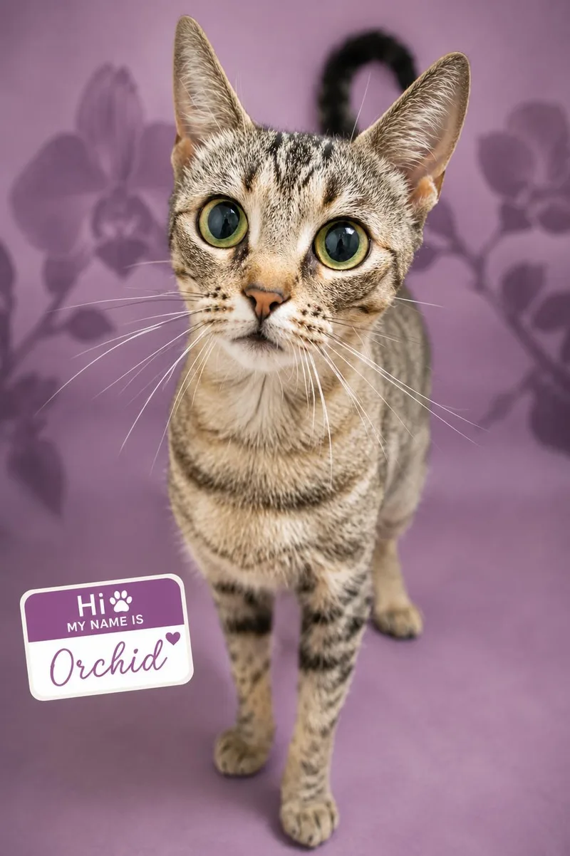 Orchid thumbnail 2