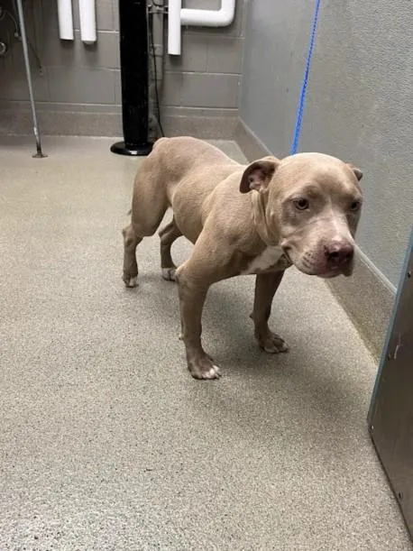 A young medium-sized female Pit Bull Terrier dog named Toffee for adoption in Las Vegas, NV