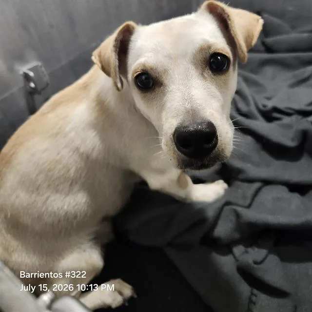 A young small-sized female Chihuahua dog named Sakura for adoption in San Antonio, TX