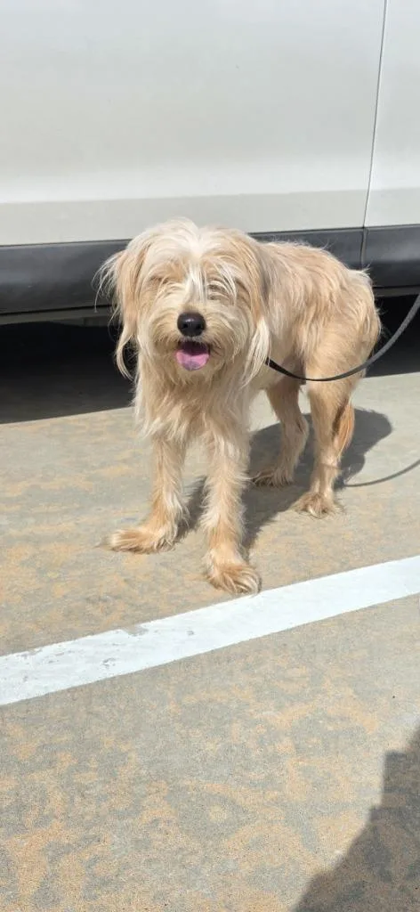 A young large-sized male Terrier dog named Benny for adoption in Huntsville, TX