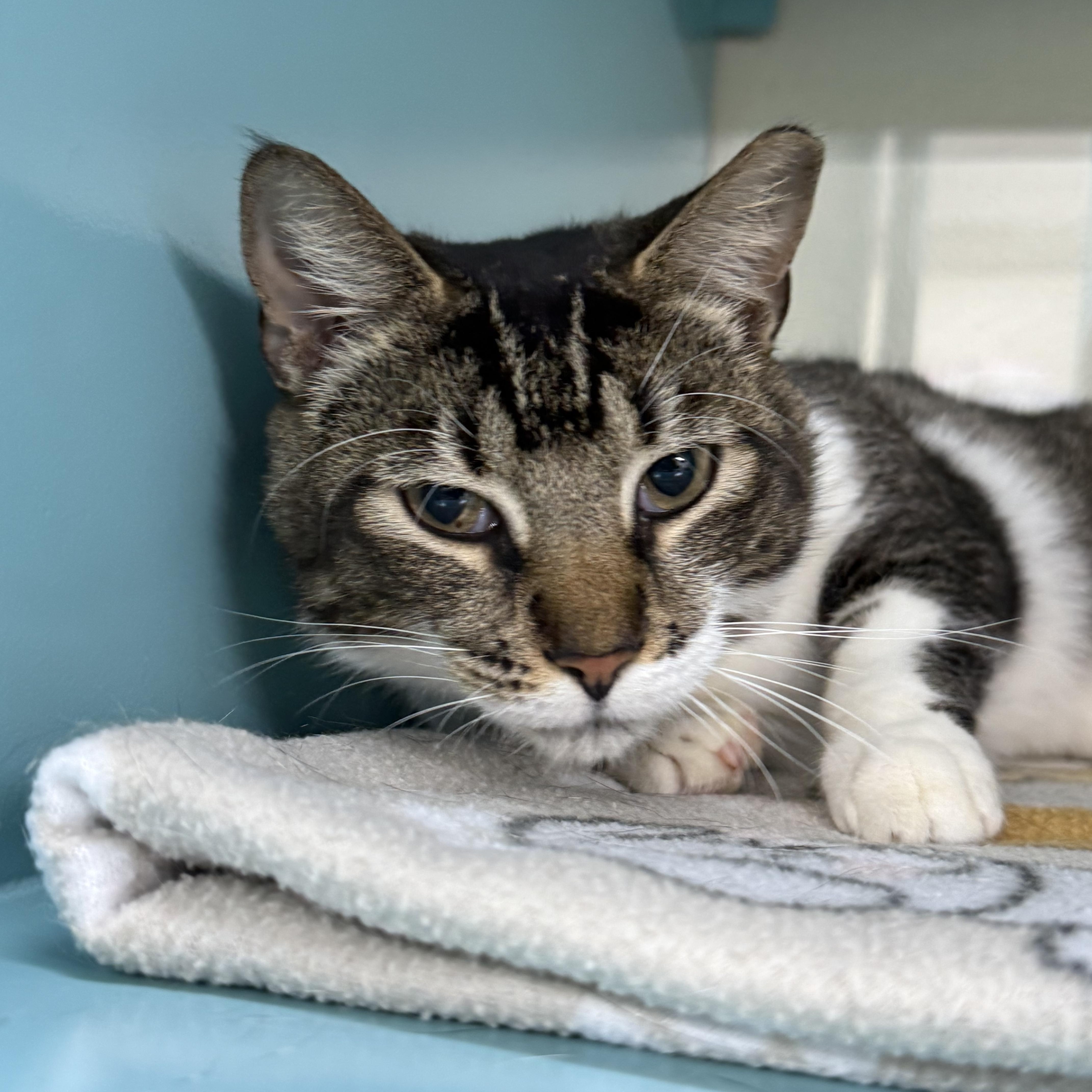 An adult medium-sized male Tabby (Brown / Chocolate) Domestic Short Hair cat named Ceasar for adoption in Lauderhill, FL