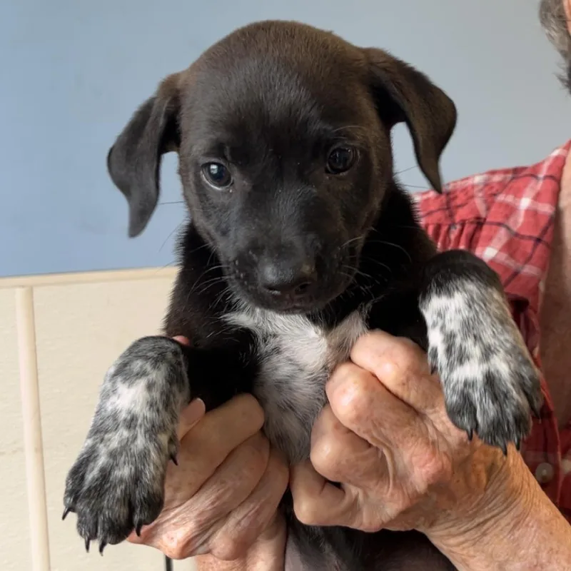 A baby medium-sized male Black Beagle dog named Xander for adoption in Maynardville, TN