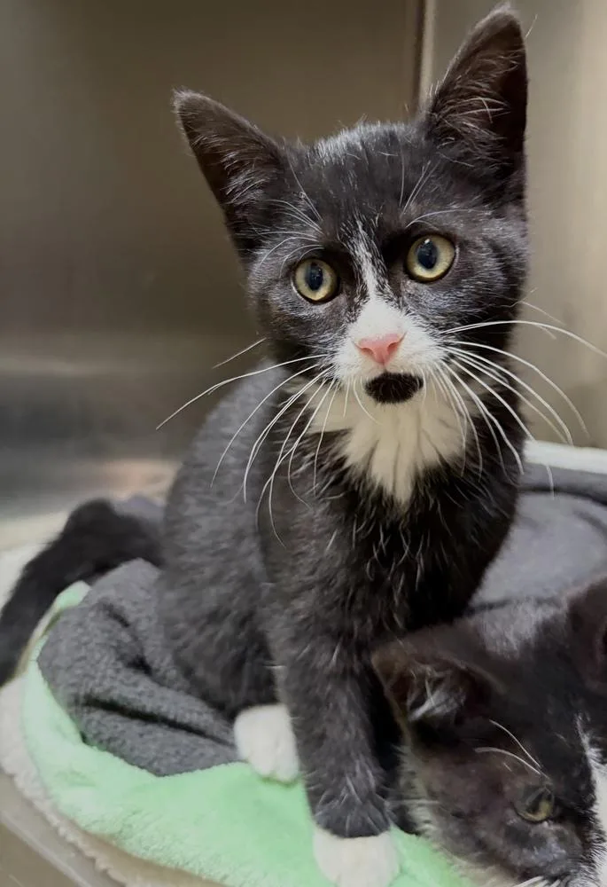 A baby small-sized female Black & White / Tuxedo Domestic Short Hair cat named Cookie for adoption in Challis, ID