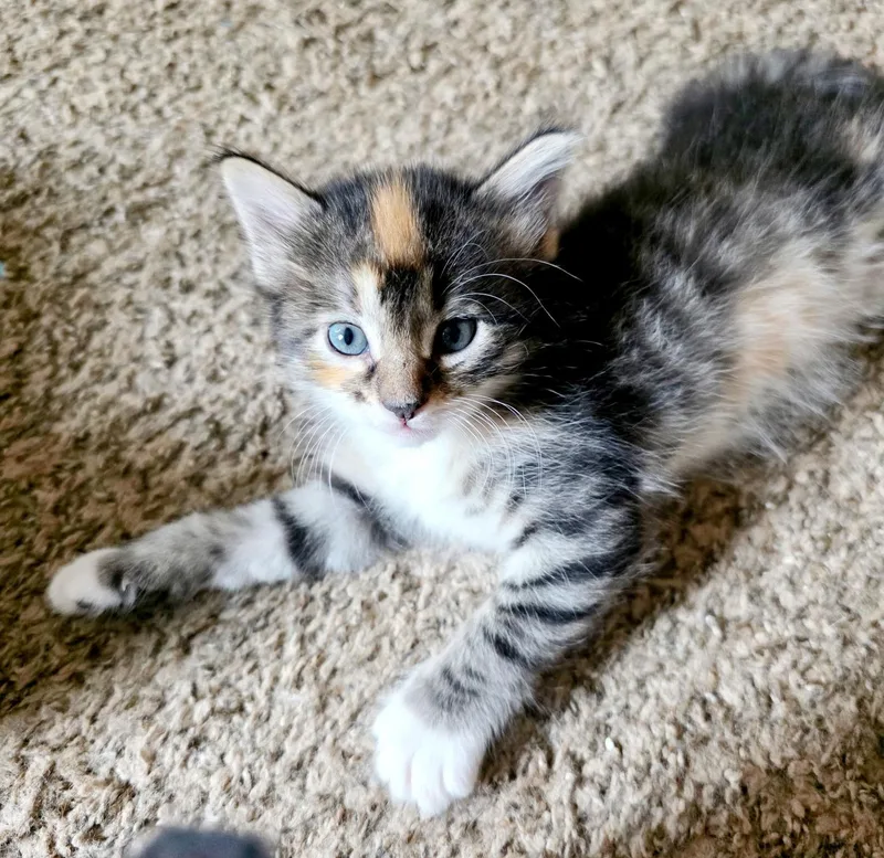 A baby medium-sized female Gray / Blue / Silver Domestic Short Hair cat named Diamond for adoption in Bulverde, TX