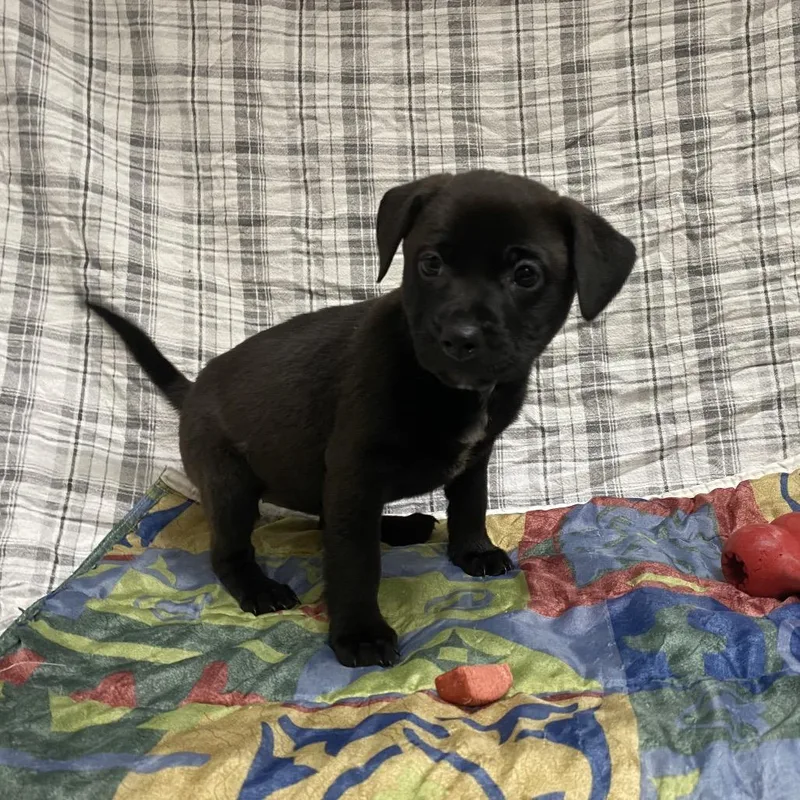A baby small-sized female Black Labrador Retriever dog named Coraline for adoption in Caryville, TN