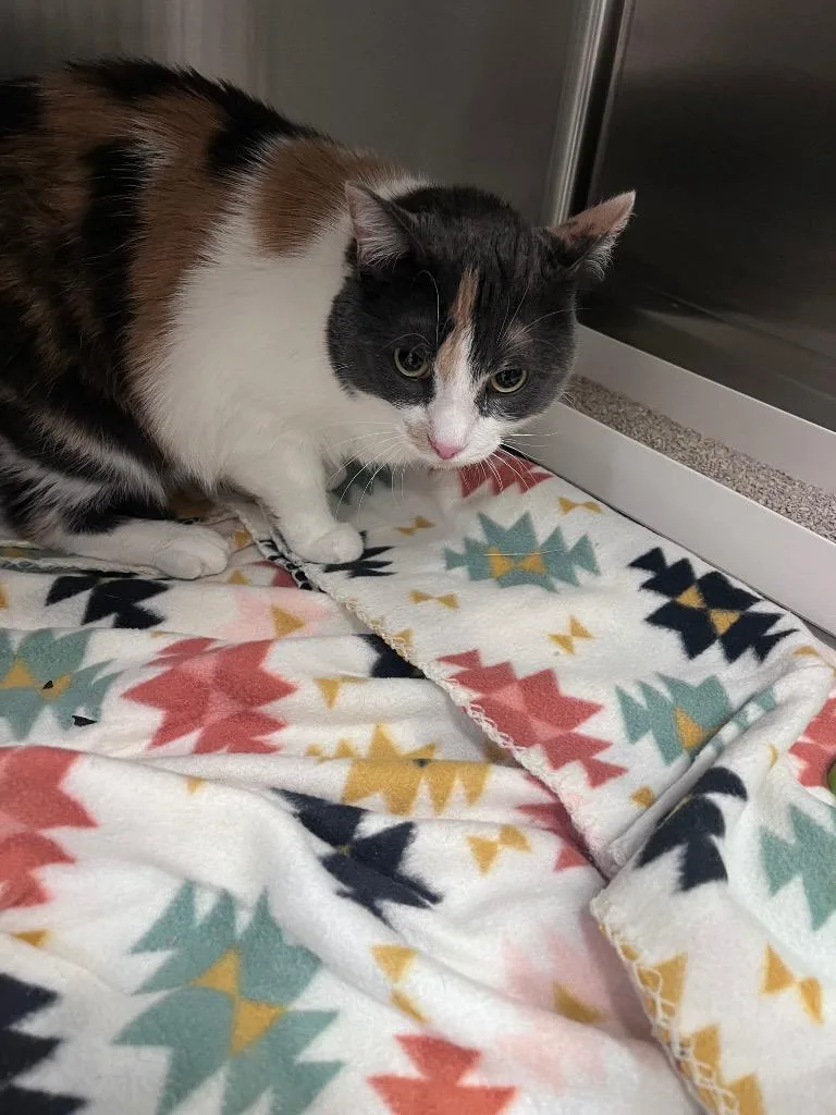 An adult large-sized female Domestic Short Hair cat named Seggy for adoption in Twentynine Palms, CA