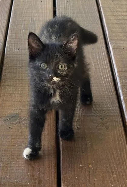 A baby small-sized female Domestic Short Hair cat named Pepper $ @ Petsmart for adoption in Seneca, SC