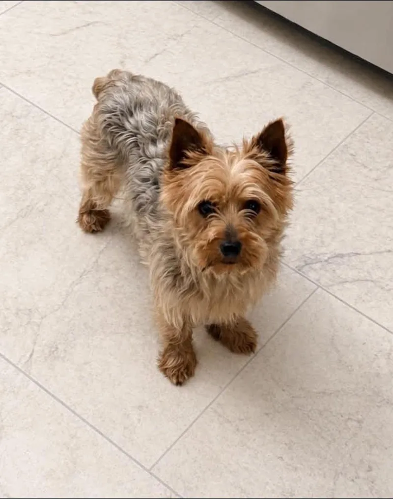 An adult small-sized female Yorkshire Terrier dog named Shelly for adoption in Anniston, AL