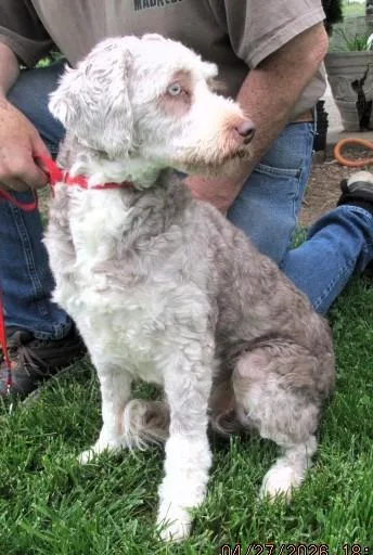 An adult medium-sized female White / Cream Aussiedoodle dog named Maple for adoption in Paris, KY