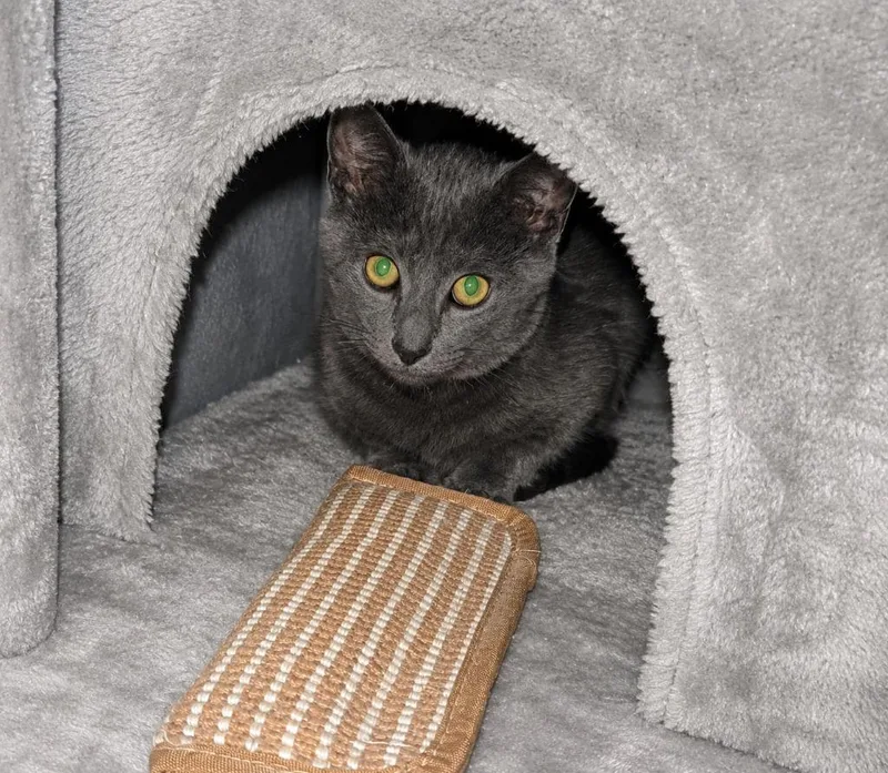 A baby medium-sized male Domestic Short Hair cat named Trot for adoption in Parkville, MD
