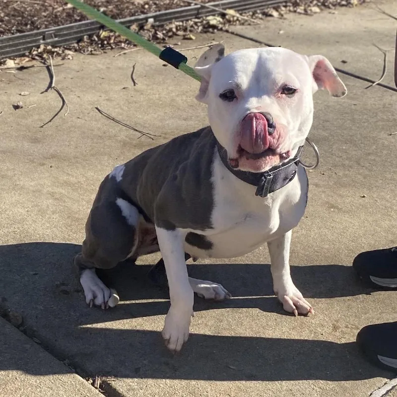 Starbies thumbnail 2