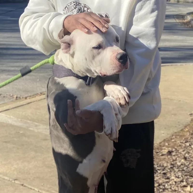 Starbies thumbnail 3