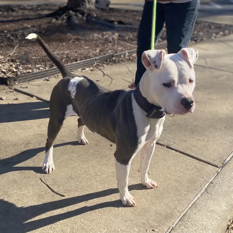 Starbies thumbnail 4