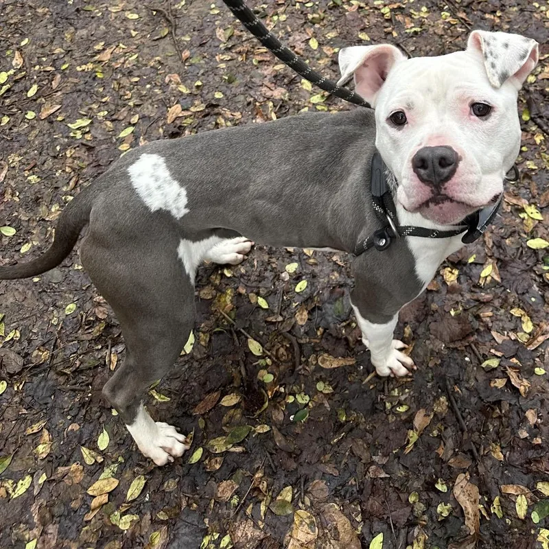 Starbies thumbnail 5