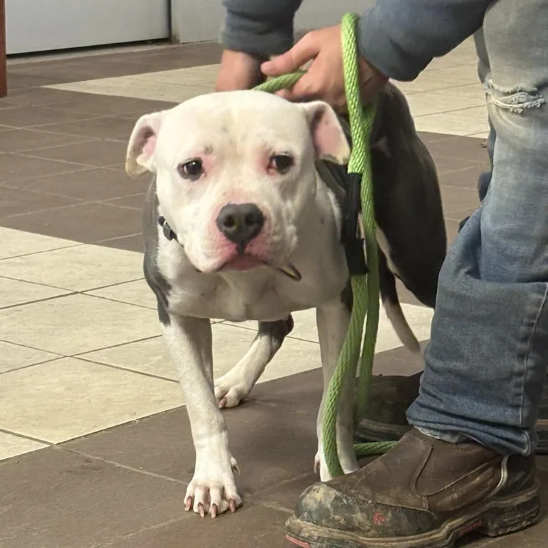 Starbies thumbnail 6