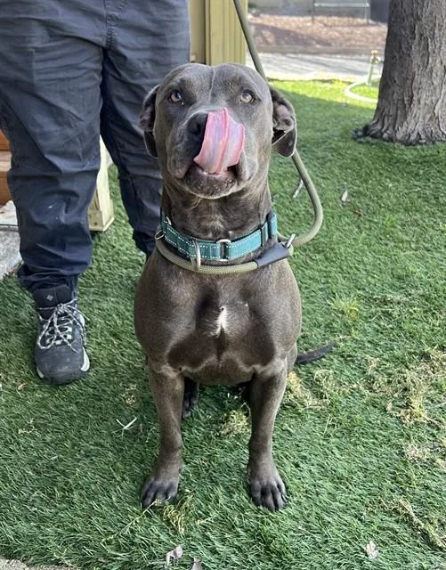 A young large-sized female Gray / Blue / Silver Pit Bull Terrier dog named Tiffany for adoption in Phoenix, OR