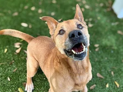 A senior medium-sized male Chow Chow dog named Roady for adoption in Gainesville, FL
