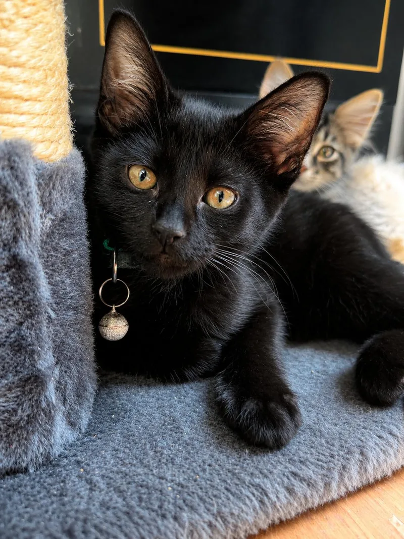 A baby medium-sized female Black Domestic Short Hair cat named Dot for adoption in Fort Worth, TX
