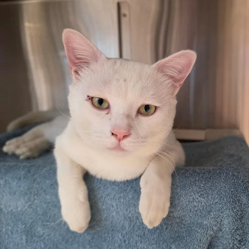 An adult large-sized male White Domestic Short Hair cat named Indubitably for adoption in Tacoma, WA