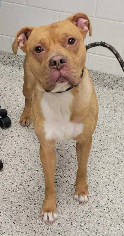 An adult large-sized male Yellow / Tan / Blond / Fawn Pit Bull Terrier dog named Dover for adoption in Kansas City, MO
