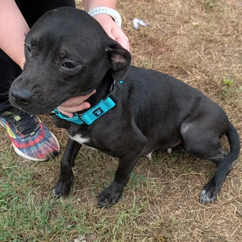A young medium-sized female Mixed Breed dog named Opal for adoption in Clarksville, TN