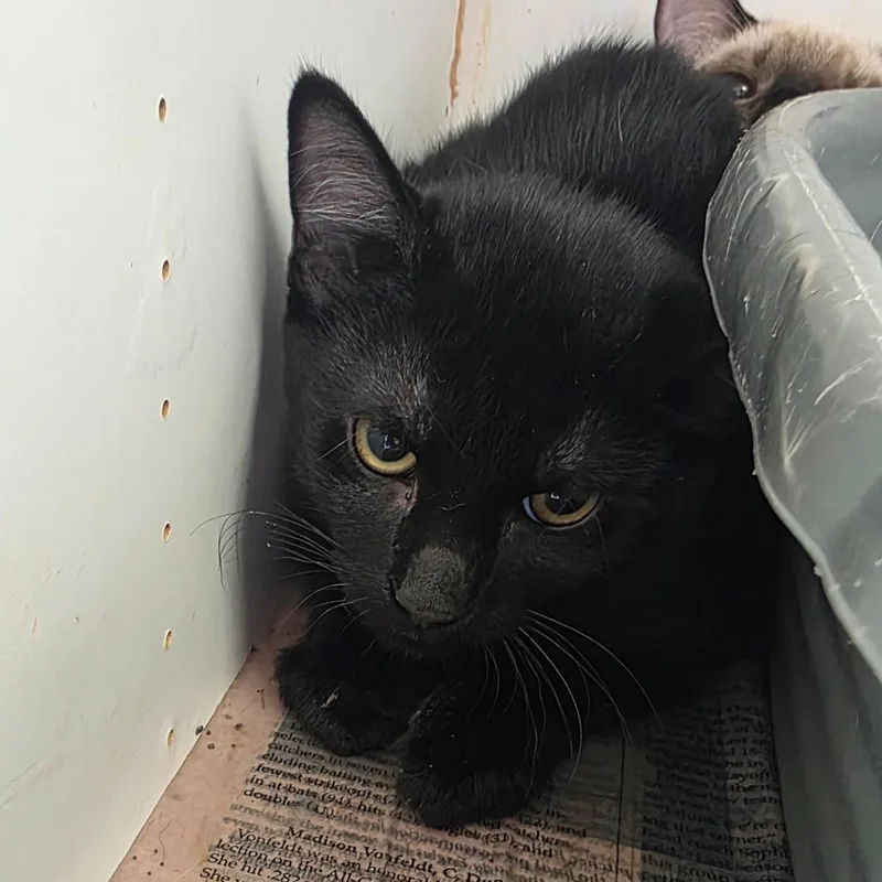 A baby small-sized male Black Domestic Short Hair cat named Jake for adoption in Duncan, OK