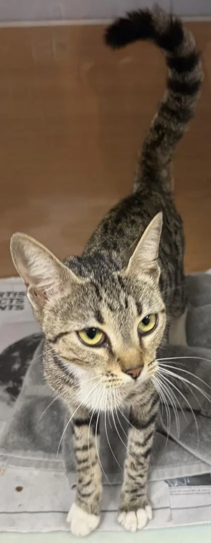 An adult large-sized female Domestic Short Hair cat named Jossie for adoption in Chamblee, GA