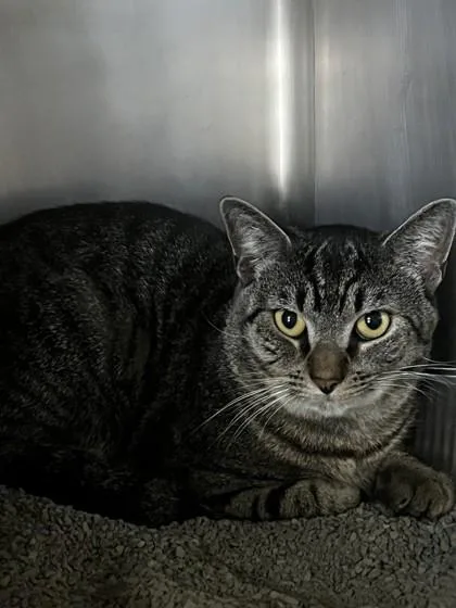 An adult medium-sized male Brown / Chocolate Domestic Short Hair cat named Jimmy Johns for adoption in Fernandina Beach, FL