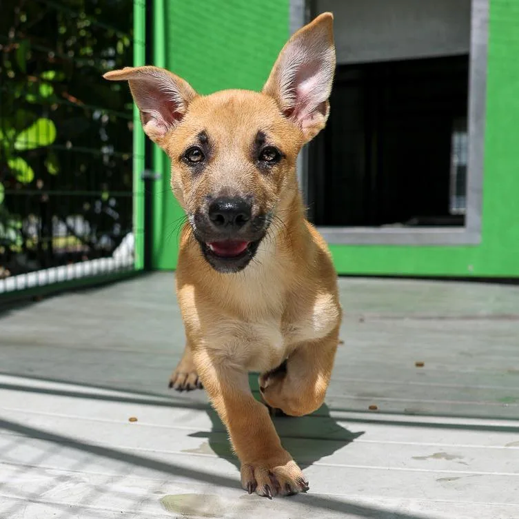 A baby medium-sized male Yellow / Tan / Blond / Fawn Mixed Breed dog named Snowcone for adoption in Bradenton, FL