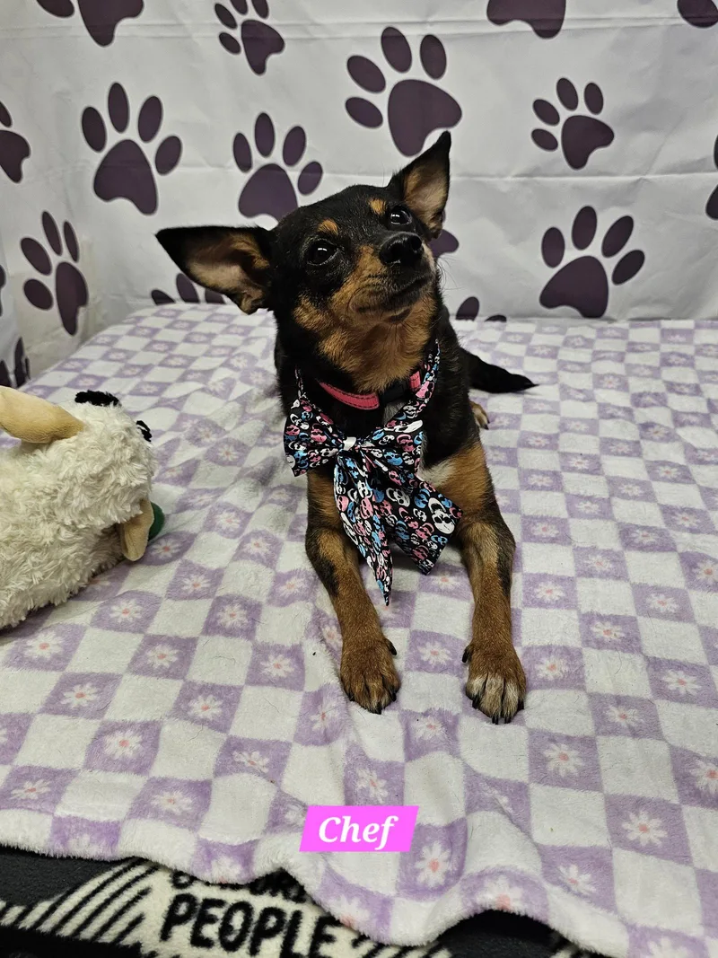 An adult medium-sized female Rat Terrier dog named Chef for adoption in Metairie, LA