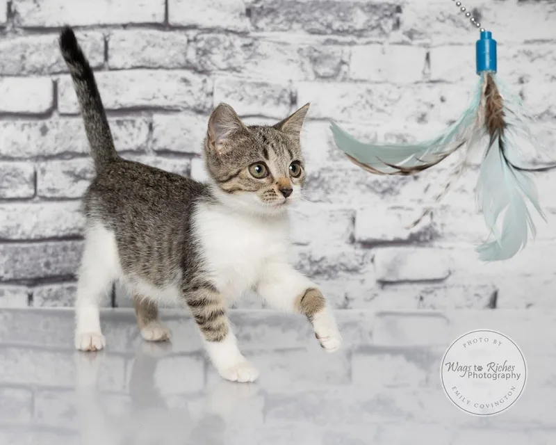 A baby medium-sized female White Domestic Short Hair cat named Allie for adoption in Tuscaloosa, AL