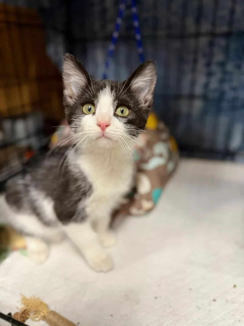 A baby medium-sized female Black & White / Tuxedo Domestic Short Hair cat named Diana for adoption in Reeseville, WI