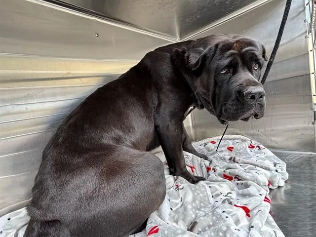 A young large-sized female Cane Corso dog named Beretta for adoption in Baldwin Park, CA