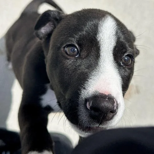 A baby small-sized male Black Pit Bull Terrier dog named Floyds for adoption in Matteson, IL