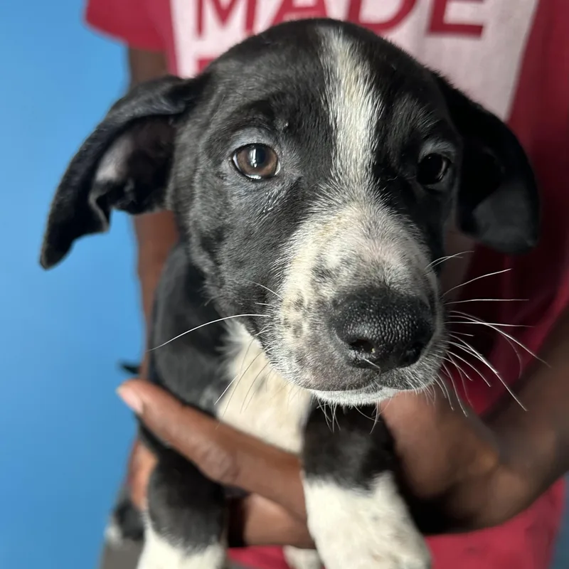 Jasper  Local April thumbnail 2