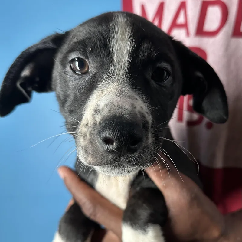 Jasper  Local April thumbnail 3